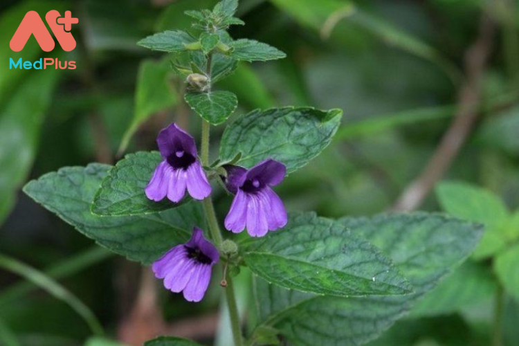 Trà nhân trần: 7 lợi ích nêu lên giá trị "thần dược" cho sức khỏe 137 tác dụng của trà nhân trần