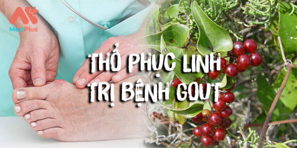 tho phu linh dieu tri gout - Medplus