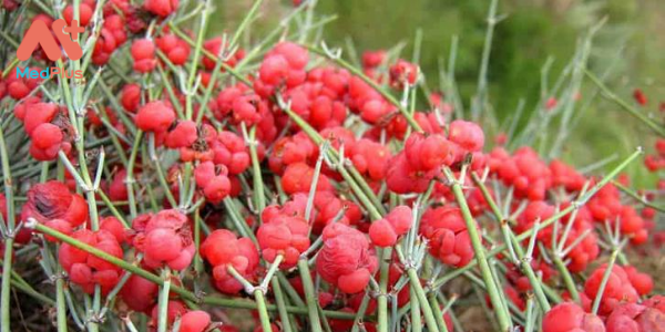 Dược liệu Ma Hoàng và TOP 5+ phương thuốc chữa bệnh công hiệu