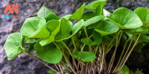 Tế Tân - Thần dược Trung Hoa với công dụng Thông Phế, Tán Đàm hiệu quả 2 3te tan 3 - Medplus