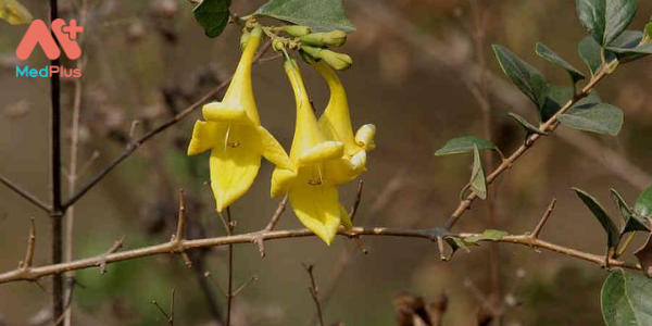 Găng Tu Hú và TOP các bài thuốc chữa bệnh đơn giản hiệu quả nhất