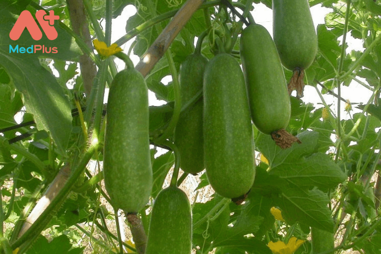 Lợi ích của bí đao với trẻ