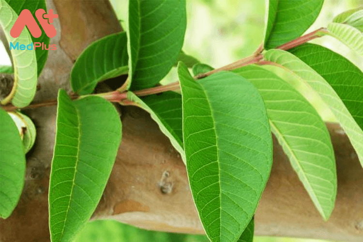 Lá ổi có nhiều lợi ích tốt cho bà bầu
