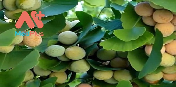 bach-qua-vi-thuoc-giai-cam-ky-dieu