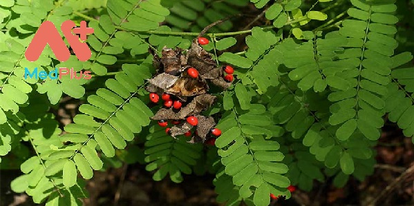 cam-thao-day-vi-thuoc-chong-viem-huu-dung