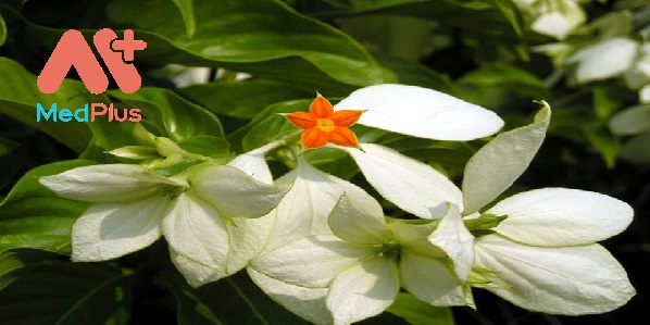 cay-buom-bac-10-bai-thuoc-tri-benh-hieu-qua