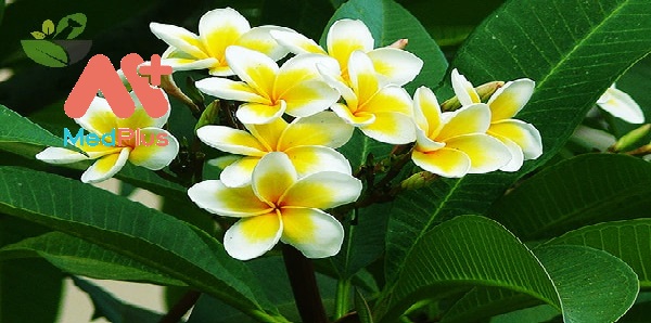 cay-dai-su-khong-chi-la-hoa-canh-6-bai-thuoc-tri-benh