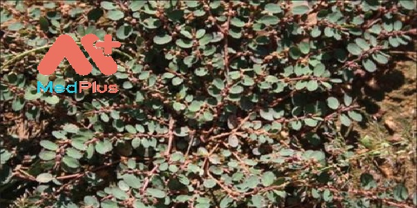 CỎ SỮA LÁ NHỎ - 11 Bài thuốc tốt trong trị liệu 128 co-sua-la-nho-11-bai-thuoc-tot-trong-tri-lieu