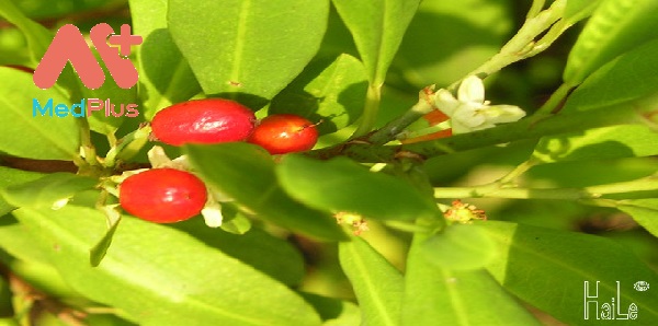 coca-tu-nguyen-lieu-nuoc-uong-cho-den-duoc-lieu-huu-dung