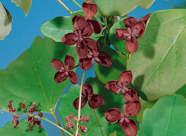 Mộc thông – Vị dược liệu [Lợi Tiểu] nổi tiếng trong Y Học