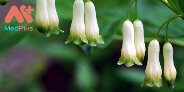 ngoc truc 2 - Medplus