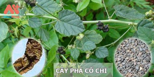 pha co chi1 - Medplus