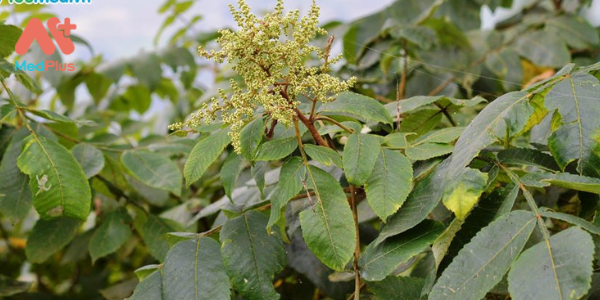 Cây Muối – Khắc Tinh của bệnh Suy Thận , Thuỷ Thũng