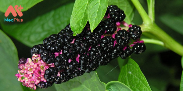 Thương lục - Thần dược kháng Sưng, kháng Viêm nổi danh trong Đông Y 2 4 thuong luc1 1 - Medplus