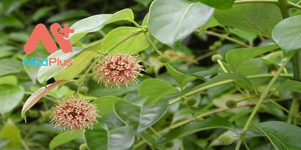 cau-dang-duoc-lieu-chuyen-tri-chung-dau-dau-ma-ban-nen-biet