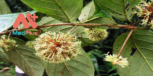 cau-dang-duoc-lieu-chuyen-tri-chung-dau-dau-ma-ban-nen-biet