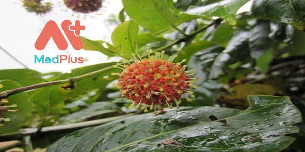 cau-dang-duoc-lieu-chuyen-tri-chung-dau-dau-ma-ban-nen-biet