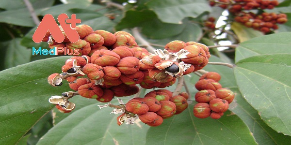 rum-nao-vi-thuoc-menh-danh-chuyen-gia-thanh-nhiet-loi-tieu