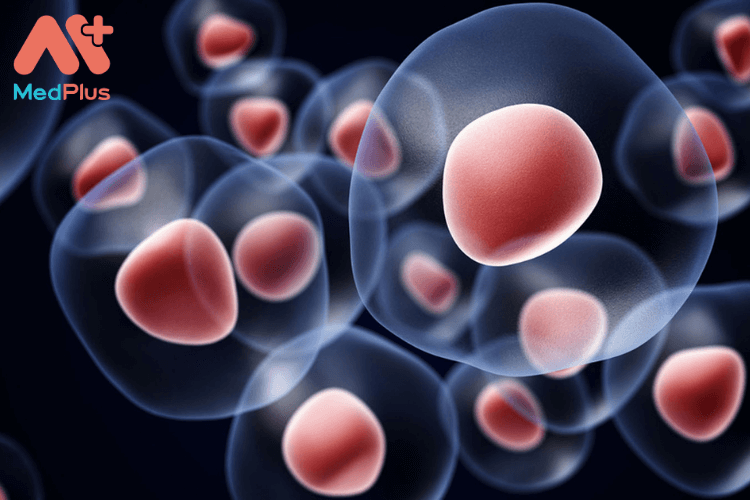 Tế bào gốc và tế bào gốc cuống rốn là gì?