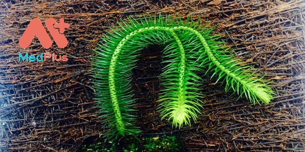 thong-dat-vi-duoc-lieu-tru-ho-tieu-viem-noi-tieng