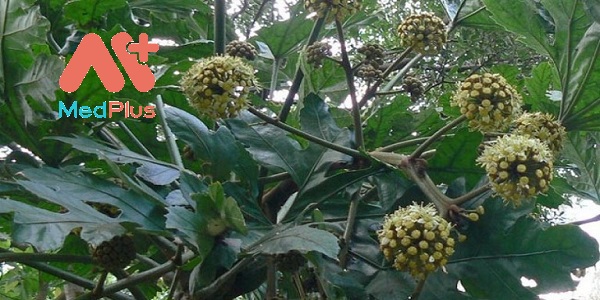 thong-thao-than-duoc-loi-sua-noi-tieng-trong-y-hoc