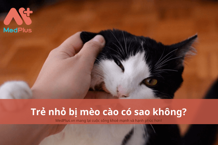 Trẻ nhỏ bị mèo cào có sao không?