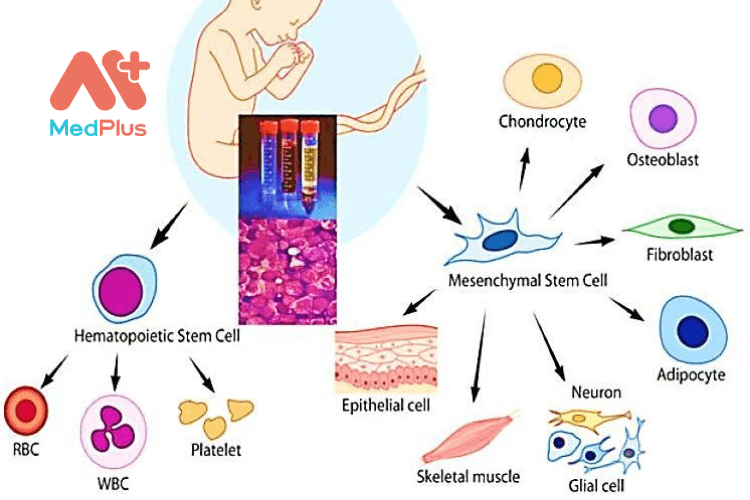 Tế bào gốc máu dây rốn và giá trị sử dụng