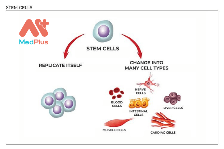 Các loại tế bào gốc