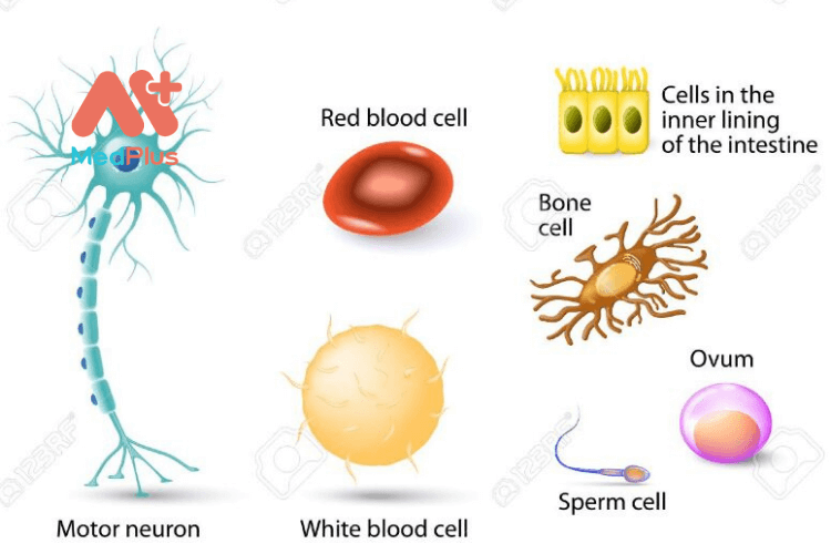 FDA và liệu pháp tế bào gốc