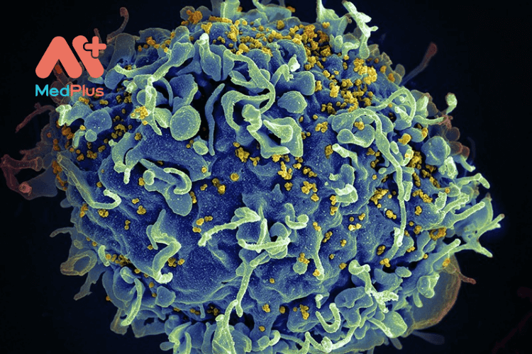 HIV và tế bào gốc