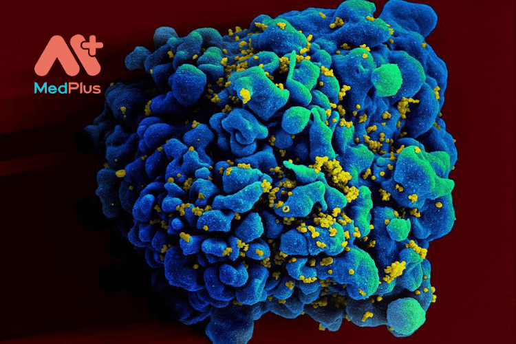 Thiết kế tế bào miễn dịch để chống lại HIV
