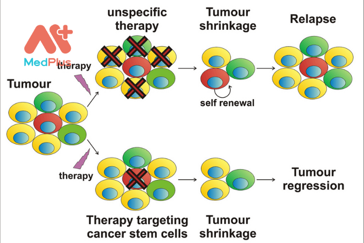 Tế bào gốc ung thư và liệu pháp: Nếu phương pháp điều trị ung thư phá hủy phần lớn khối u nhưng để lại tế bào gốc ung thư, thì những tế bào gốc ung thư đó có thể tiếp tục tự đổi mới và có thể khiến khối u tái phát.