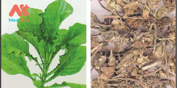 10 cay cai troi1 - Medplus