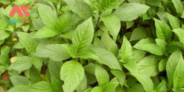 16 thanh dai - Medplus