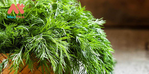 Thì Là – Vị thuốc hay với nhiều công dụng tốt cho sức khoẻ