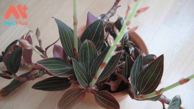 Thạch Tầm, cây ký sinh nhưng lại là thảo dược chữa bệnh 3 Thiết kế không tên 1 1 - Medplus