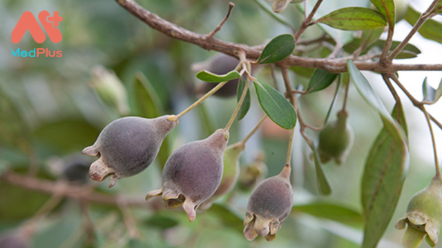 Sim Rừng và giải pháp cho người tiêu hoá kém