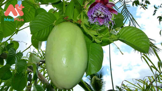 Trị ho và gây ngủ bằng “thảo dược” Dưa Gang Tây