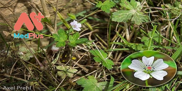 lao-quan-thao-top-bai-thuoc-tri-viem-nhiem-hieu-qua
