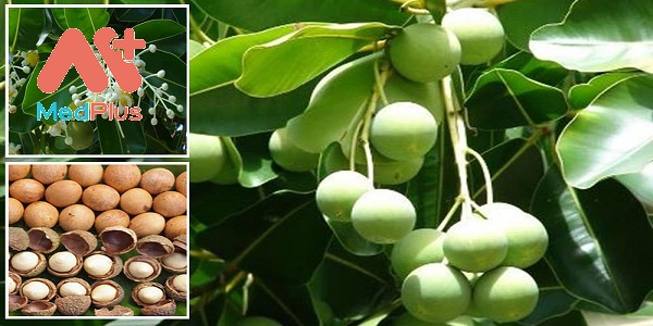 mu-u-duoc-lieu-chuyen-tri-sung-hong-viem-loet-nhiem-trung