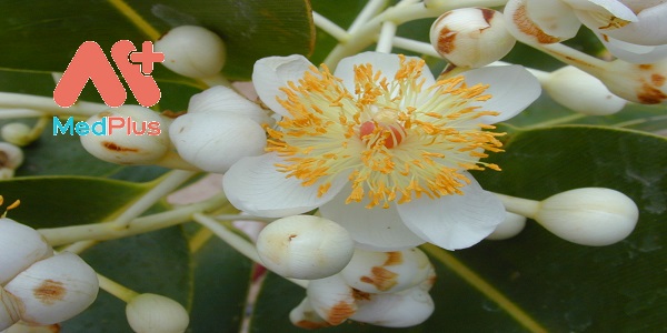 mu-u-duoc-lieu-chuyen-tri-sung-hong-viem-loet-nhiem-trung