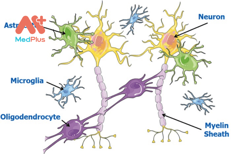 Ví dụ về các tế bào được tìm thấy trong não: Nhiều loại tế bào khác nhau tương tác để dẫn truyền tín hiệu khắp não và cơ thể. Bại não rất khó điều trị. Vì cách điều trị có thể gây tổn thương cho tất cả các loại tế bào này và các kết nối của chúng.