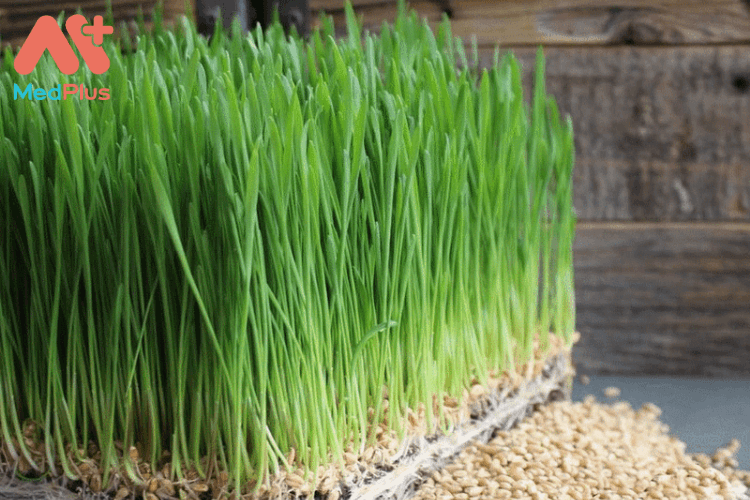 Vai trò của cỏ lúa mì đối với sự phát triển toàn diện của trẻ