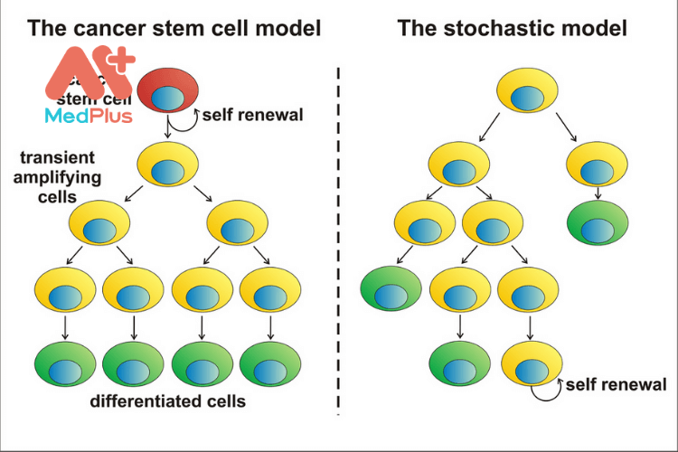 Lý thuyết tế bào gốc ung thư gợi ý một hệ thống phân cấp rõ ràng của các tế bào trong một khối u. Mô hình ngẫu nhiên nói rằng sự phát triển của khối u là một quá trình ngẫu nhiên tất cả các tế bào đều có thể đóng góp.