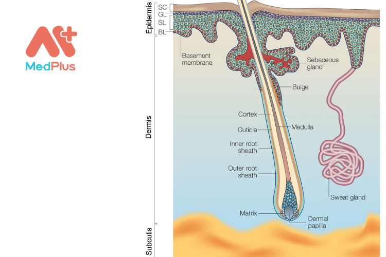 Da và cấu trúc da
