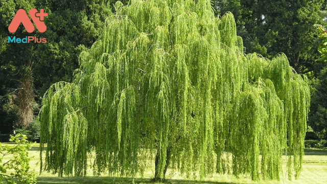 Cây Liễu