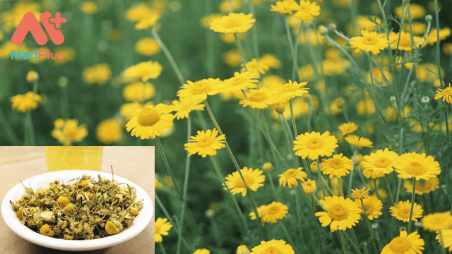 Công dụng và những bài thuốc về Hoa Cúc Vàng