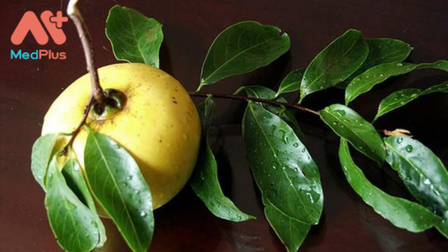 Quả Thị và công dụng trong Y học