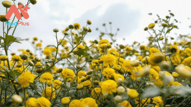 Thông tin về Hoa Cúc Vàng