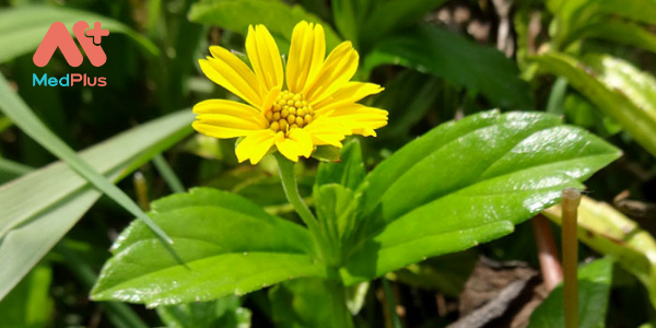 5 sai dat 1 - Medplus